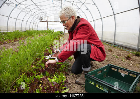 Une grande entreprise commerciale polytunnel horticole avec des ventilateurs au plafond, et des plantes qui poussent dans le sol. Une femme qui travaille. Banque D'Images