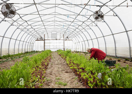 Une grande entreprise commerciale polytunnel horticole avec des ventilateurs au plafond, et des plantes qui poussent dans le sol. Une femme qui travaille. Banque D'Images