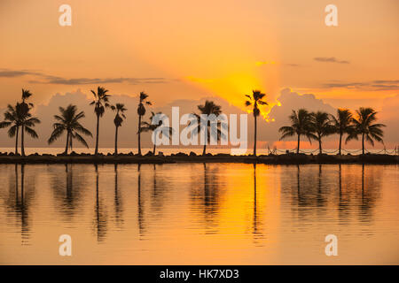 Palmiers REFLECTING POOL ATOLL MATHESON HAMMOCK PARK COMTÉ MIAMI FLORIDA USA Banque D'Images