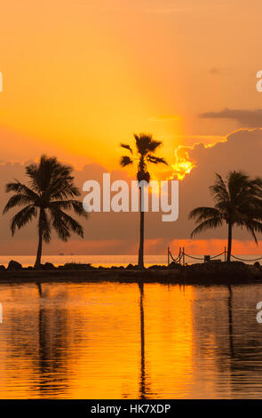 Palmiers REFLECTING POOL ATOLL MATHESON HAMMOCK PARK COMTÉ MIAMI FLORIDA USA Banque D'Images