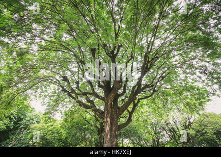 Jusqu'à la sur grand tamarinier ayant vaste expansion branches et feuilles vert frais sur surround haut avec ciel clair comme arrière-plan. Banque D'Images