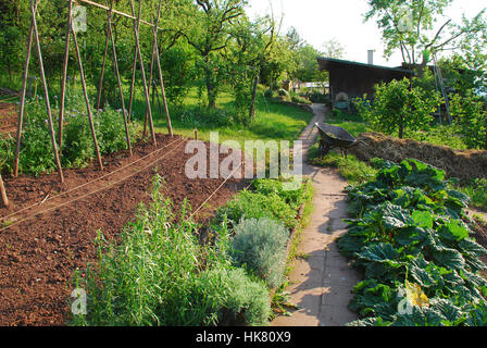 Patch d'herbe et de haricots de bars dans le jardin bio Banque D'Images