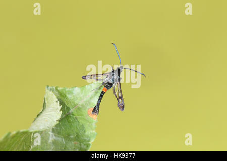 Sésie ceinturés rouge (Synanthedon myopaeformis), une version localisée, rouge et noir-wasp moth imitent, dans un jardin de banlieue Norfolk Banque D'Images