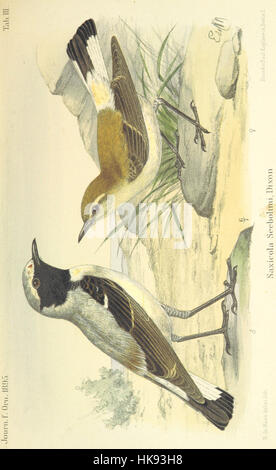 Cette image de la page 661 de 'Reisen und Forschungen in Algérien' illustre un voyage d'exploration et de recherche scientifique en Algérie, mettant en évidence les découvertes géographiques et culturelles. Banque D'Images