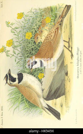 Une page de 'Reisen und Forschungen in Algérien', documentant des voyages et des recherches en Algérie, avec des illustrations, de la page 675. Banque D'Images