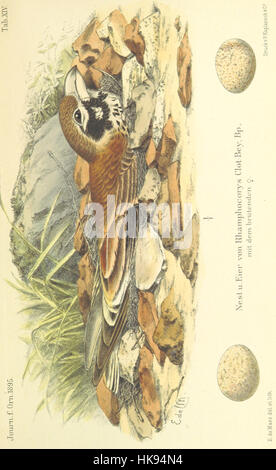 Une image de la page 683 de 'Reisen und Forschungen in Algérien', un travail d'exploration et de recherche détaillant des voyages et des études en Algérie, y compris des illustrations et des données sur la géographie et la culture de la région. Banque D'Images