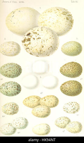 Page tirée de 'Reisen und Forschungen in Algérien', documentant des voyages et des recherches en Algérie, avec des illustrations et des cartes (titre traduit : voyages et recherches en Algérie). Banque D'Images