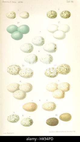 Une image de la page 687 de 'Reisen und Forschungen in Algérien', représentant des voyages et des recherches en Algérie, accompagnée de plaques et d'illustrations détaillant les découvertes et découvertes. Banque D'Images