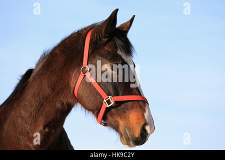 Close up portrait of baie magnifique cheval pur-sang contre le ciel bleu. Banque D'Images