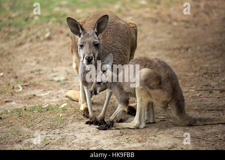 Kangourou gris de l'Ouest, (Macropus fuliginosus), avec de jeunes adultes de sexe féminin, Cuddly Creek, Australie du Sud, Australie Banque D'Images