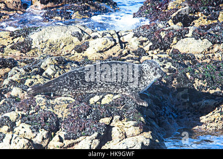 Le phoque commun ou, (Phoca vitulina) au soleil sur des rochers, Shetland, Scotland, UK. Banque D'Images