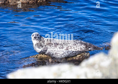 Le phoque commun ou, (Phoca vitulina) au soleil sur un rocher, Shetland, Scotland, UK. Banque D'Images