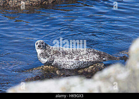 Le phoque commun ou, (Phoca vitulina) au soleil sur un rocher, Shetland, Scotland, UK. Banque D'Images