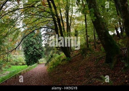 Un bois à pied près de Arlington Court, Devon, UK Banque D'Images