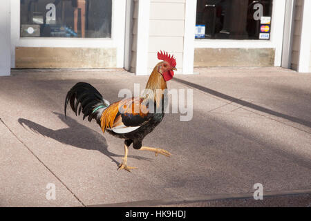 Balades coq le long du trottoir à Key West, en Floride. Banque D'Images