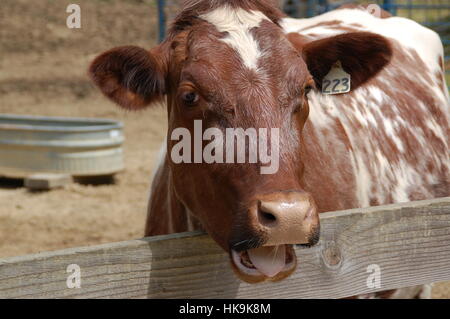 Bâtons d'une vache c'est la langue, à la photographe en petite ferme, une ferme pour enfants dans le parc Tilden, Berkeley, CA. Banque D'Images