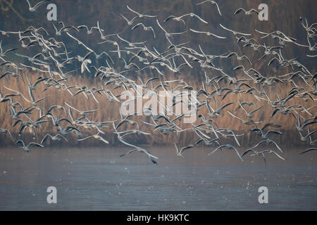 Mouettes à tête noire, Chroicocephalus ridibundus, Groupe en vol, Grand Londres, janvier 2017 Banque D'Images