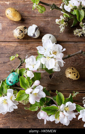 Pâques décoration des oeufs de cailles avec fleur de printemps fleurs de cerisier branche avec de vieux fond de bois. Vue d'en haut. Banque D'Images