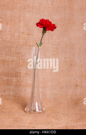 Tige simple Red Carnation. Dianthus caryophyllus, dans un vase en verre Banque D'Images