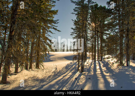 Forêt de Cèdres. Paysage de Sibérie d'hiver. L'ombre des arbres. Banque D'Images