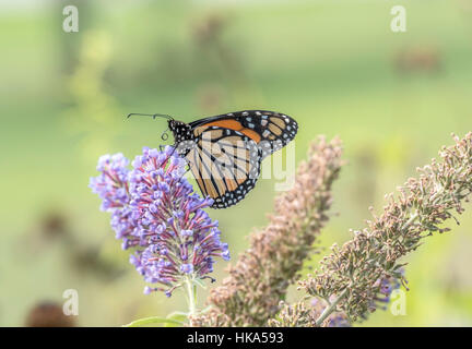Papillon monarque, Danaus plexippus est une sous-famille des Danainae papillon asclépiade dans la famille Nymphalidae Banque D'Images