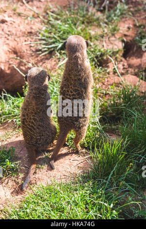 Deux Les suricates (Suricata suricatta) sont sur le terrain, regarder dehors Banque D'Images