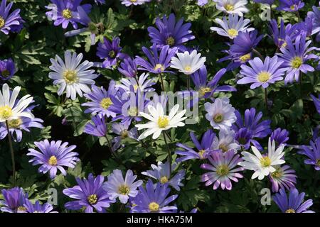 Anemone Blanda 'Blue Shades', parc Keukenhof, Holland Banque D'Images