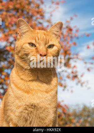 Gingembre beau chat tigré contre un arbre de chêne colorés avec feuillage d'automne Banque D'Images