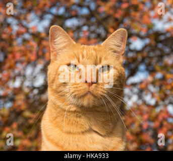 Ginger tabby chat contre feuillage d'automne Banque D'Images