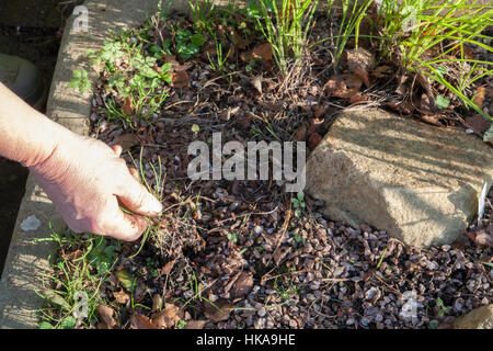 Les mauvaises herbes et de compensation évier alpin de feuilles autour des plantes Banque D'Images