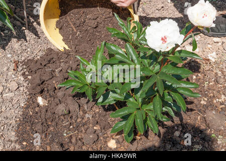 Un paillage Paeonia ' 'Duchesse de Nemours' (Pivoine) avec compost bien décomposé Banque D'Images