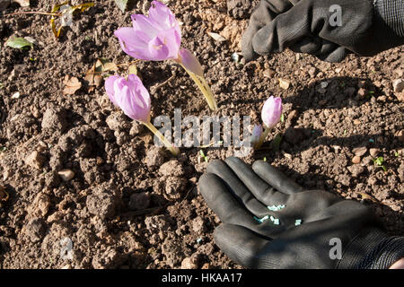 Granulés à limaces aspersion sous les fleurs de Colchicum 'Les Géants' Banque D'Images