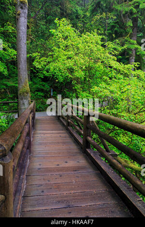 Capilano River Regional Park, Vancouver, British Columbia, Canada Banque D'Images