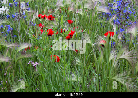 Hordeum orge ornement herbe et champ coquelicots fleurs fleurs sauvages jardin Chelsea Flower Show 2016, Londres, UK Hugo Bugg Banque D'Images