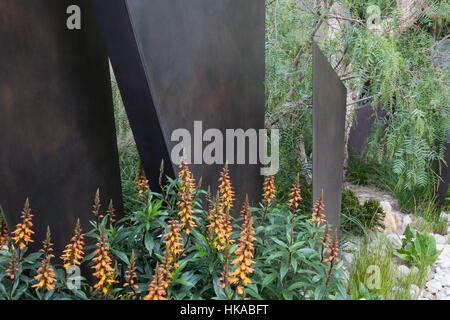 Isoplexis canariensis, le Telegraph Garden, Chelsea Flower Show 2016 London UK - Designer : Andy Sturgeon Best in show Banque D'Images