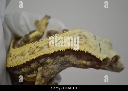 Crested Gecko (Correlophus rhachodactylus) Banque D'Images