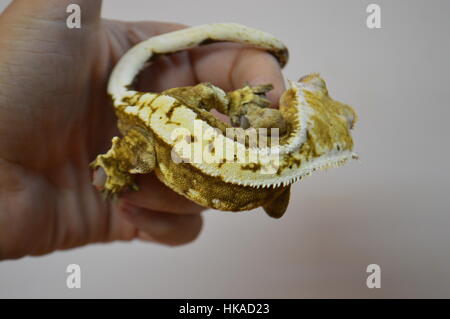 Crested Gecko (Correlophus rhachodactylus) Banque D'Images