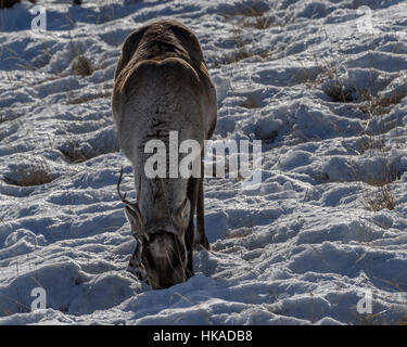 La population boréale de caribous des bois à une corne de manger de l'herbe séchée dans la neige, près de Whitehorse, Territoire du Yukon Banque D'Images