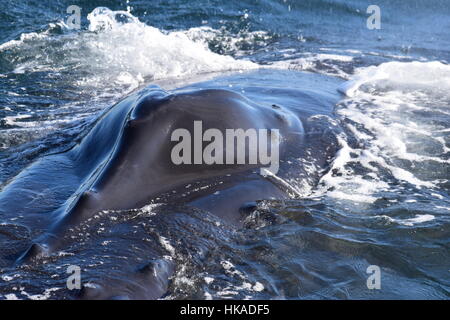 Un gros plan d'une baleine à bosse, évent. Banque D'Images