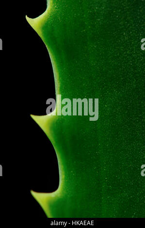 Close up of aloe en fond noir Banque D'Images