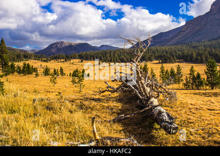 Prairie de montagne par jour nuageux Banque D'Images