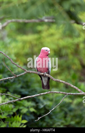 Cacatoès rosalbin reposant sur une branche d'arbre Bowral Southern Highlands New South Wales Australie Banque D'Images