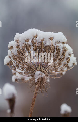 Feuille sèche et de fleurs couvertes de flocons de neige durant la saison d'hiver Banque D'Images