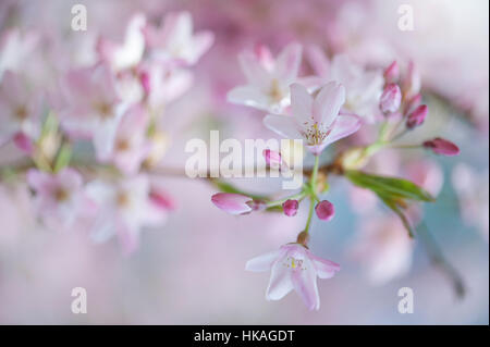 Yoshino printemps fleurs rose fleur de cerisier - Prunus x yedoensis célèbre Japanese cherry blossom, prises contre un ciel bleu Banque D'Images