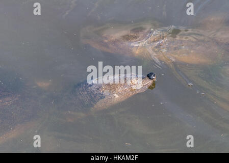 La tortue à carapace molle à Nahal Alexander, Israël Banque D'Images