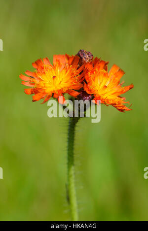 Fox-et-d'oursons, Pilosella aurantiaca, wildflower, Dumfries et Galloway, Écosse Banque D'Images