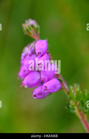 Heather Bell, Erica cinerea, wildflower, Dumfries et Galloway, Écosse Banque D'Images