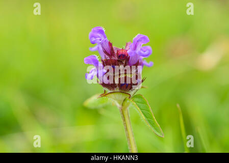 , Prunella vulgaris, Selfheal, fleurs sauvages de la vallée de la flotte, Dumfries et Galloway, Écosse Banque D'Images