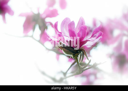 Un high-key, close-up image de la belle floraison rose foncé,printemps fleur de Magnolia prise contre un fond blanc Banque D'Images