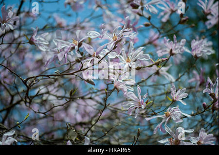 Le beau printemps fleurs roses et blanches de Magnolia stellata également connu sous le nom de l'étoile magnolia, image prise contre un ciel bleu Banque D'Images